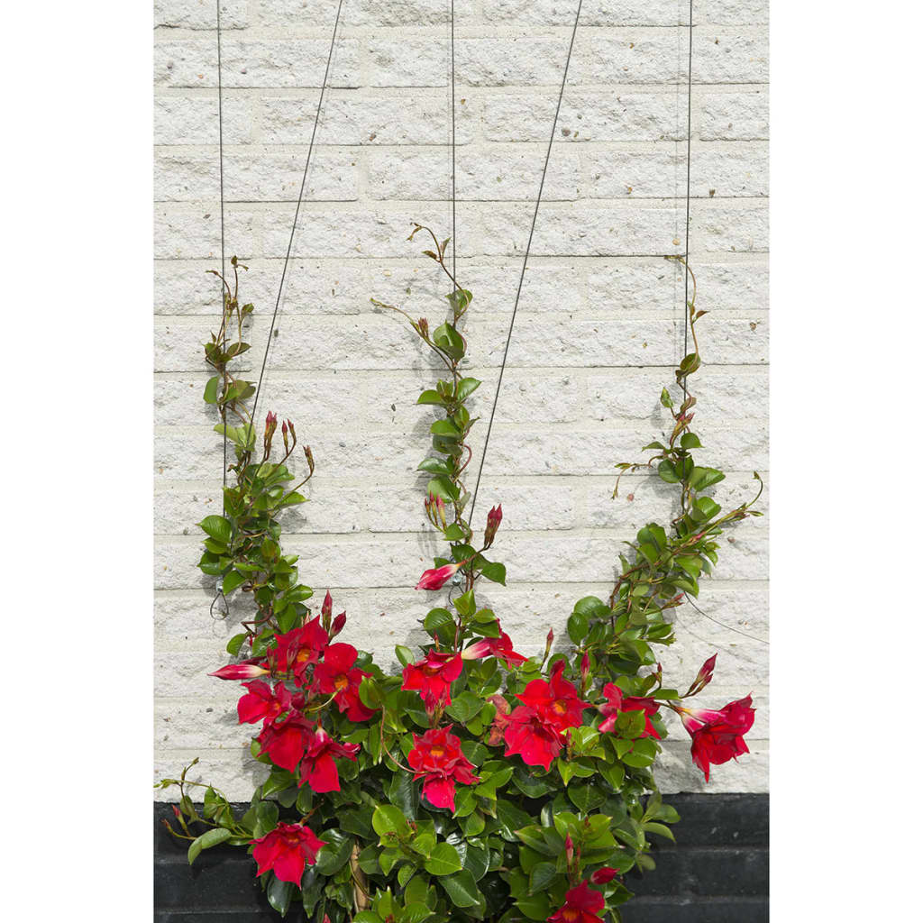 Nature climbing rope system for climbing plants 6040760